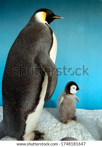 two stuffed penguins standing in front of blue background, mother with its young