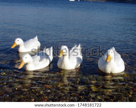 white feathered ducks swimming in the water, ducks and water