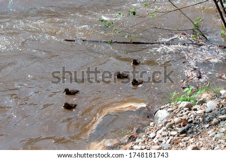 adult duck and its baby ducks swimming in the water