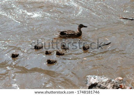 adult duck and its baby ducks swimming in the water