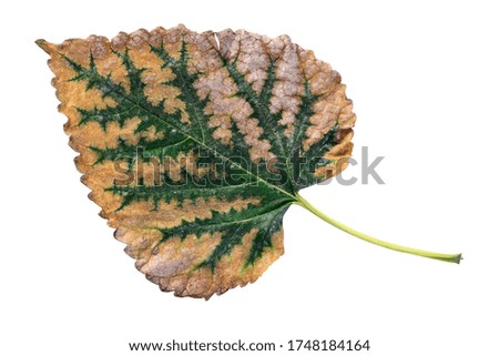Mulberry fall leaf isolated on white background.                              