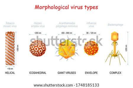 Mimivirus Stock Vector Images - Avopix.com