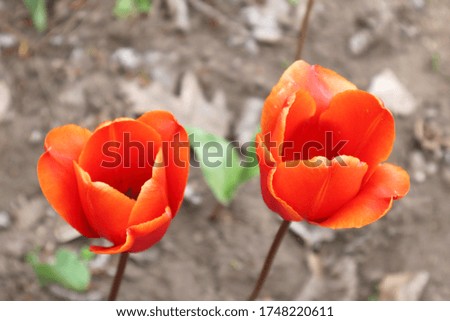 Two red tulips in the garden. Love and family concept.