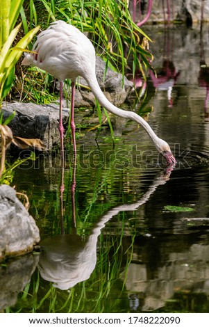 Flamingos birds standing and find food in the lake on summer.

