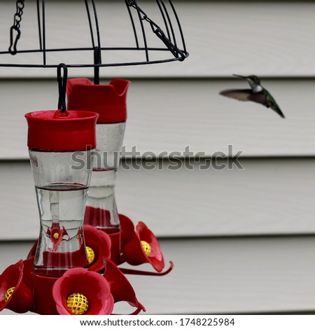 Hummingbird hovering at a red and yellow feeder containing nectar.