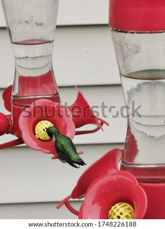 Ruby throated hummingbird feeding at a red and yellow feeder outside a home in Monteagle, New Brunswick, Canada in the month of June.