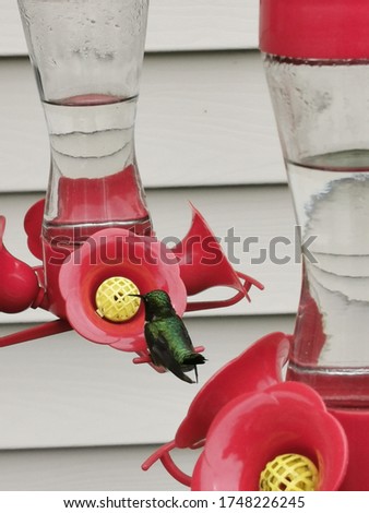 Ruby throated hummingbird feeding at a red and yellow feeder outside a home in Monteagle, New Brunswick, Canada in the month of June.