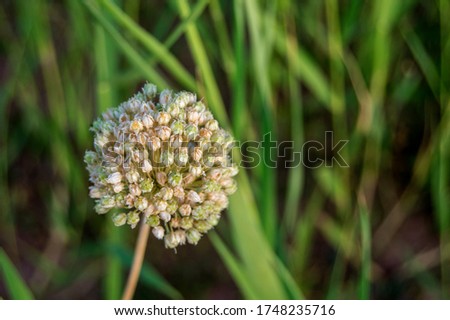 macro photography of a compound flower, allium paniculatum, isolated on green plant background