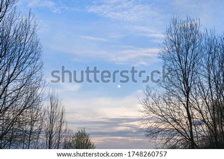 Moon in a blue sky with white clouds in the evening, surrounded by tree branches. Spring landscape, evening sky.
