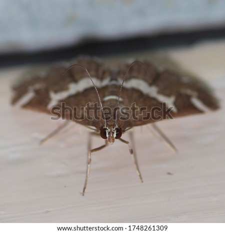 A close-up photograph of a Beet Webworm (Spoladea recurvalis) Moth in Brisbane, Australia. 