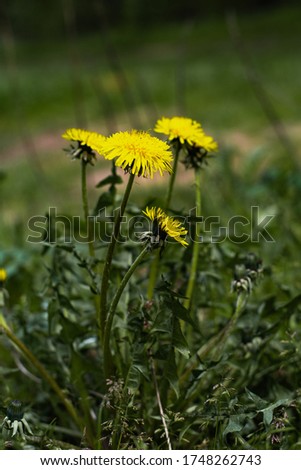  dandelion blooms in spring in the forest
