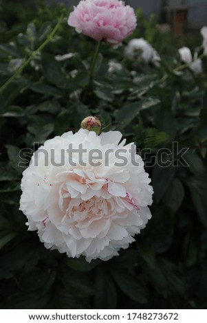 White and Pink Peonies in the spring. Peonies growing in the garden. Gorgeous colors and cloudy sky