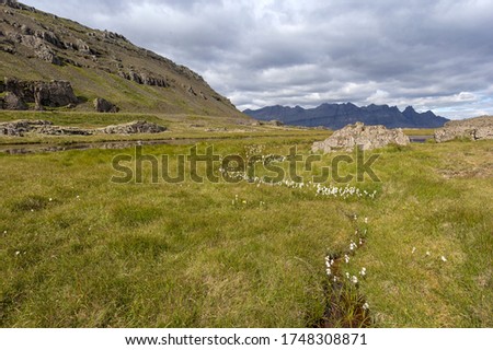 View of a typical and beautiful landscape and untouched nature in East Iceland. In the foreground you can see a small creek with cotton grass.