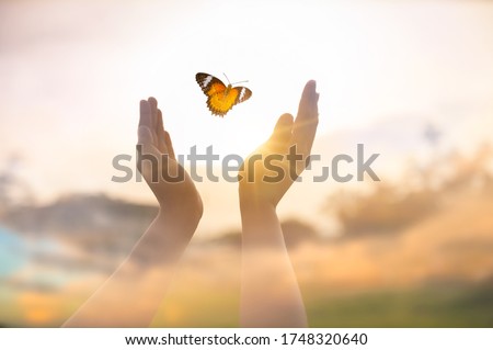The girl frees the butterfly from  moment Concept of freedom