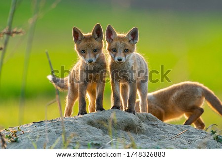two adorable fox cubs looking at the camera