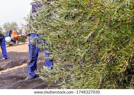 
olive harvesting, outside in winter