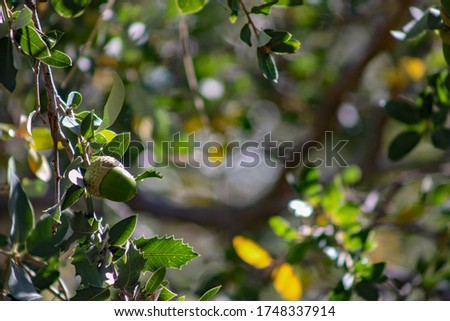 View of an acorn on an oak tree branch with blurred background.