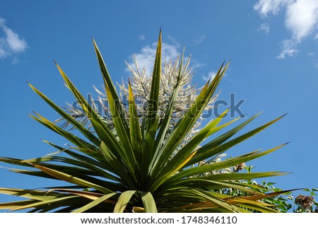 Cabbage tree flower in bloom Royalty-Free Stock Photo #1748346110