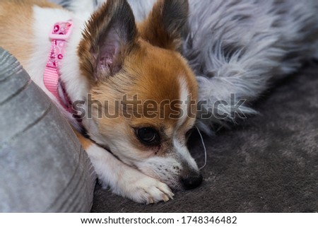 Cute sleepy chihuahua puppy dog