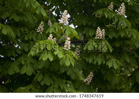 White chestnut flowers on tree leaves background, selective focus