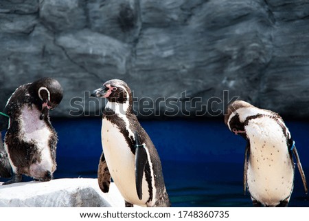 group of penguin humboldt penguin