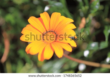 A yellow flower of Scottish marigold