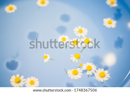 Close-up of small and beautiful daisies in a blue bowl with transparent water and shadow at the bottom of the bowl.
