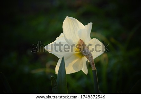 Back of a trumpet daffodil in early spring garden. Stock Photo