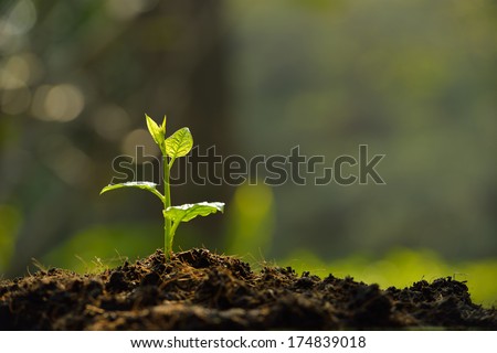 Young plant in the morning light Royalty-Free Stock Photo #174839018