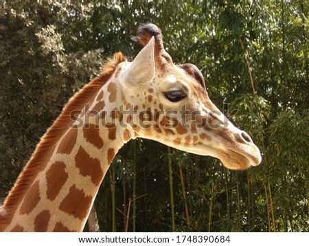 Giraffe head in close up 
