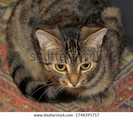 tabby European Shorthair cat close up