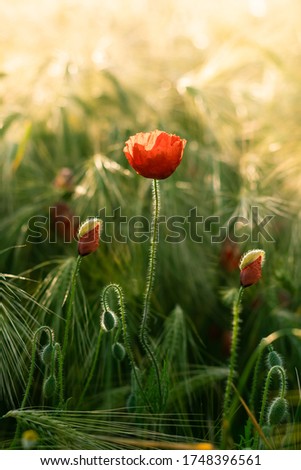 Red poppies growing towards the light