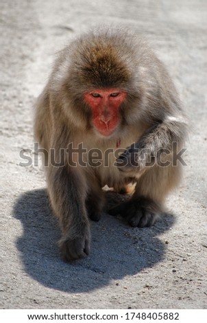 A monkey, seen close. The picture is mostly beige, with the red face of the monkey standing out. Difficult to tell if the monkey presents a menace or is friendly. Sunny light comes from behind. 