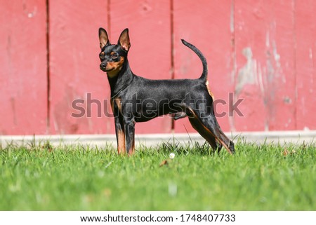 Miniature pinscher Standing against a pink background Royalty-Free Stock Photo #1748407733
