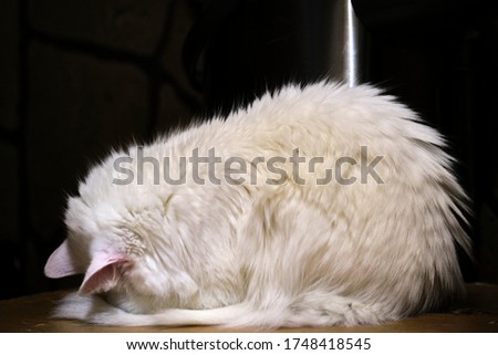White cat sleeps in a strange pose general plan low light