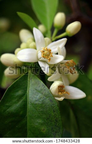 Citrus Tree Blossoms on a Branch with Green Leaves Background. Beautiful White Flower in a Garden. Nature Wallpaper. Image suitable for Spa, Beauty, Cosmetic & Perfume Advertisements or Banner.