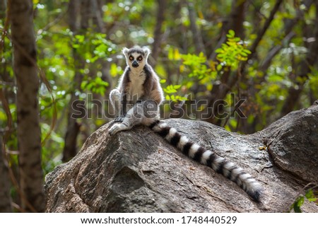 ring tailed lemur in wild ranomafana national park Royalty-Free Stock Photo #1748440529