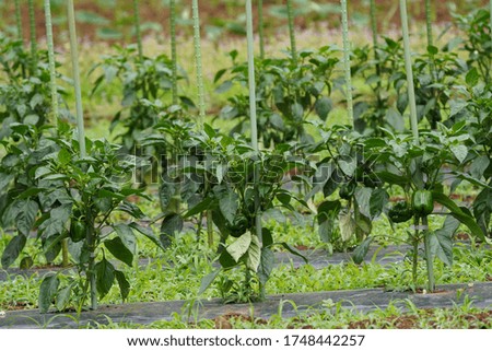 poles support sprout of vegetable in farm