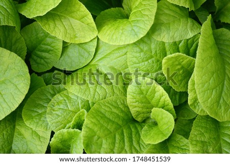 Beautiful summer background with primrose leaves. Outdoor, nature