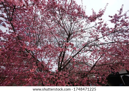 Cherry blossoms in full bloom in Chotokuji
