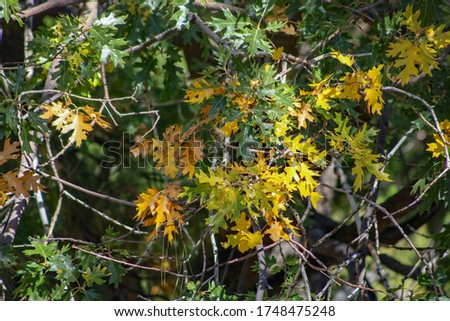 Autumn foliage background. Leaves color changing.