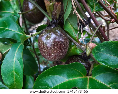  photographer of passion fruit  (Passiflor edulis) at the morning 