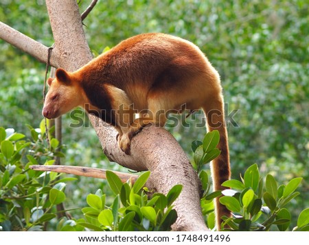 Nimble Lithe Graceful Male Goodfellow's Tree Kangaroo with Sensational Red Fur.         