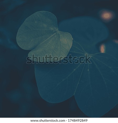 Closeup of green leaf texture; nature background 