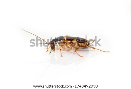 ๋Juvenile brown banded cockroach isolated on white floor.