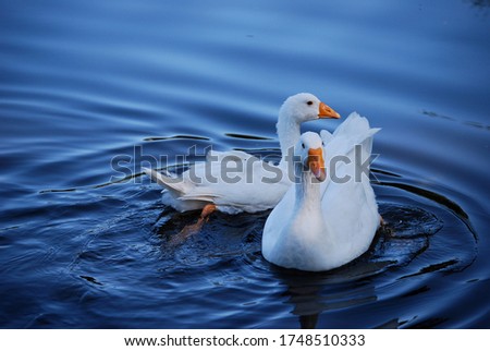 Duck dancing in the cold water up in the mountain