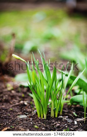 Sprouts crocus in spring garden
