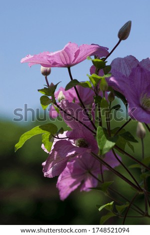The name of these flowers is  Clematis.
Scientific name is Clematis.