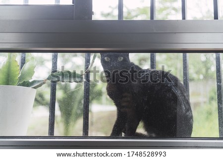 A picture of a black cat sitting by the window staring at the camera