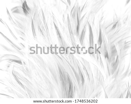 Luxury white chicken feather fur texture background.